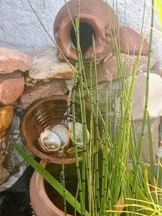 Raiz Del Cielo, Entre 2 Jardines De Ensueño Apartamento *