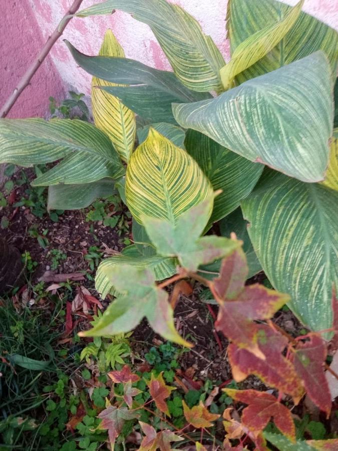 Raiz Del Cielo, Entre 2 Jardines De Ensueño Apartamento *