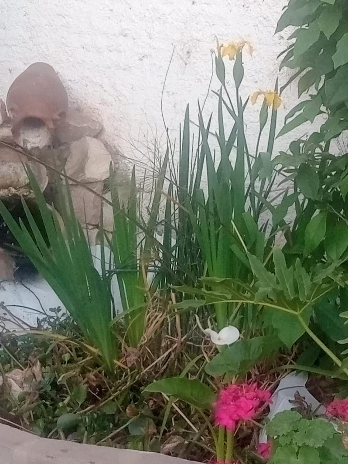 Raiz Del Cielo, Entre 2 Jardines De Ensueño Apartamento