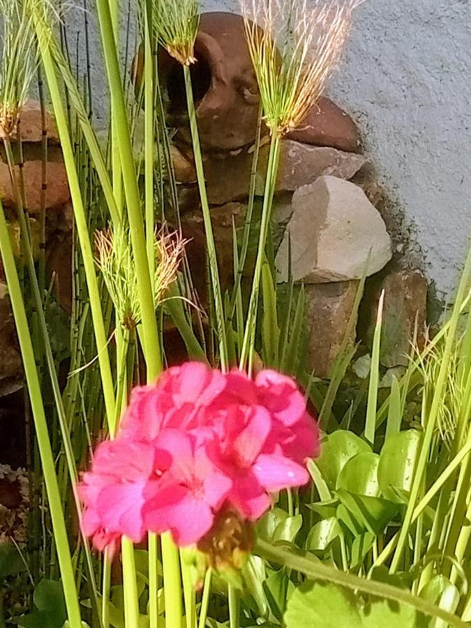 Raiz Del Cielo, Entre 2 Jardines De Ensueno Apartment *