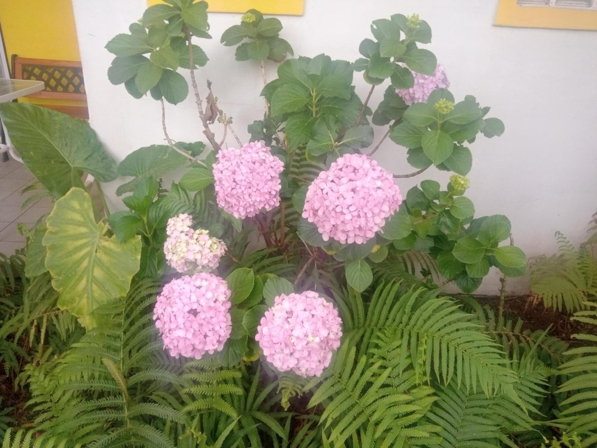 Raiz Del Cielo, Entre 2 Jardines De Ensueno *
