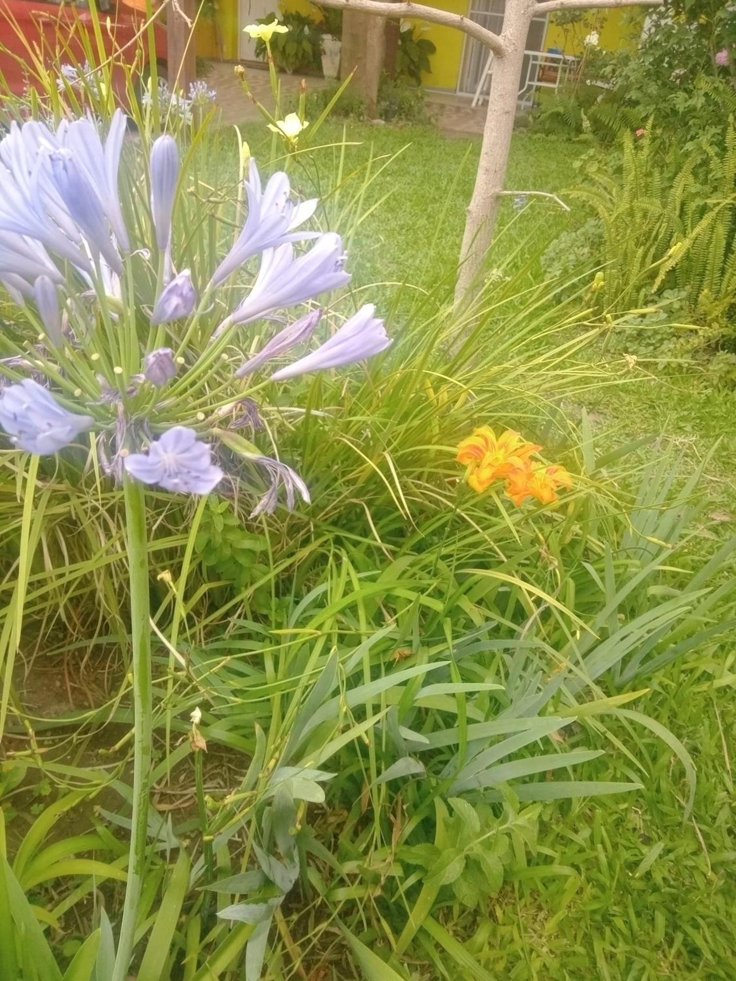 Raiz Del Cielo, Entre 2 Jardines De Ensueno *