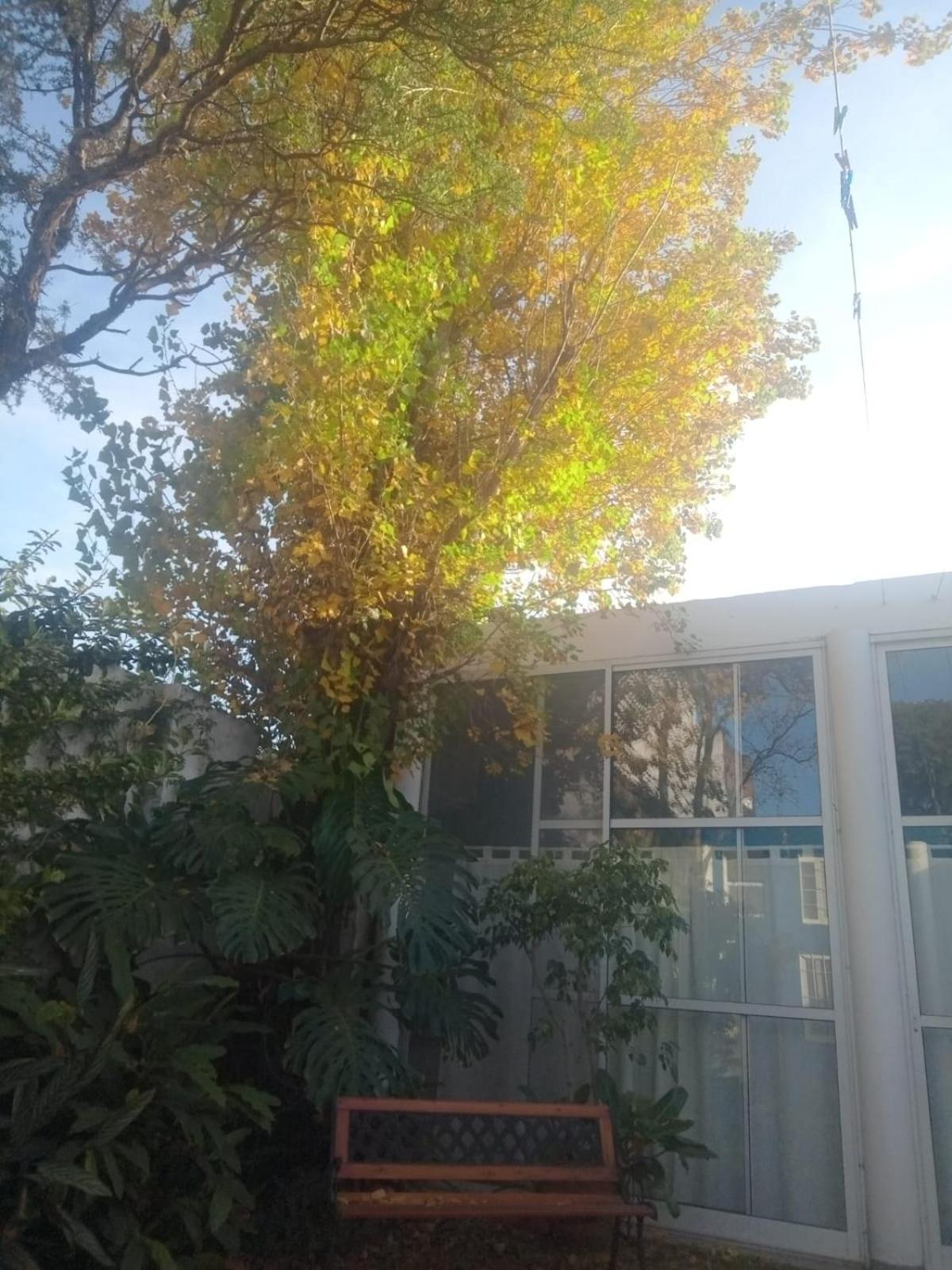 Raiz Del Cielo, Entre 2 Jardines De Ensueno