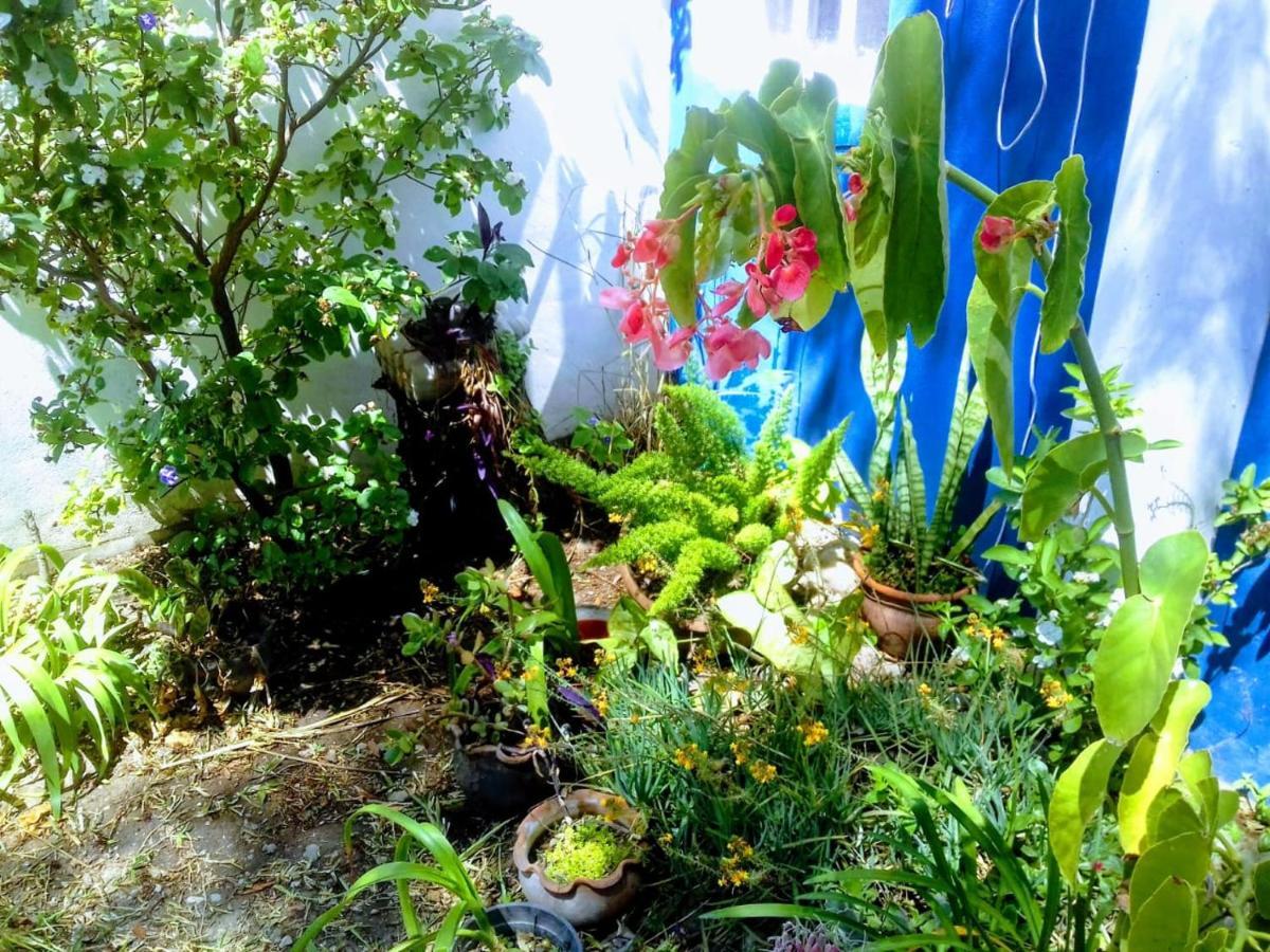 Raiz Del Cielo, Entre 2 Jardines De Ensueno